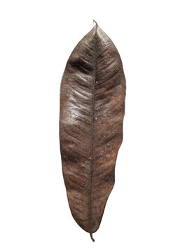 A single brown dry leaf isolated on a solid white background. 