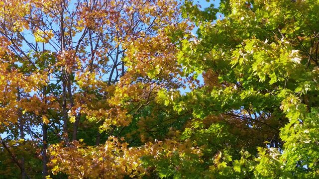 Golden orange maple foliage on branches sways in sunlight against a bright blue sky.