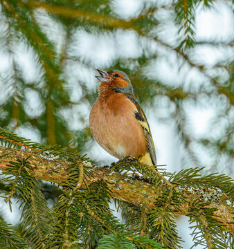 Eurasian or common chaffinch (Fringilla coelebs) on branch singing