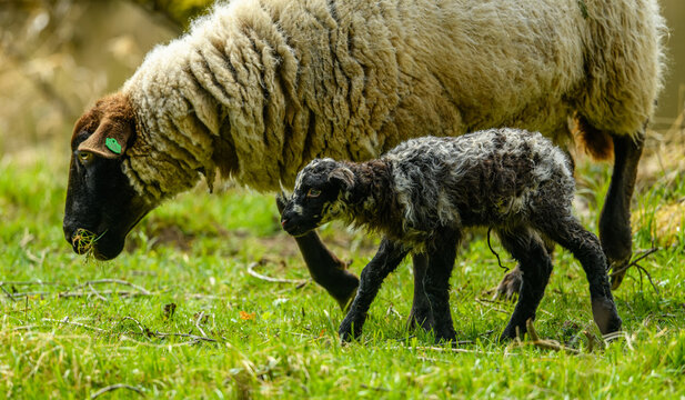 domestic sheep (Ovis aries) with lamb, black and white