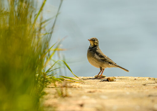 juvenile white wagtail (Motacilla alba) on ground