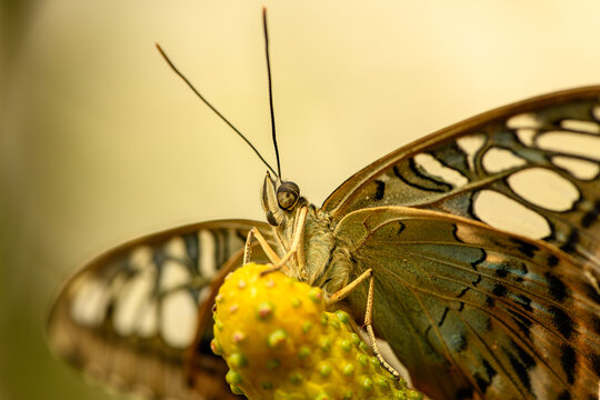 blue clipper (Parthenos sylvia) butterfly