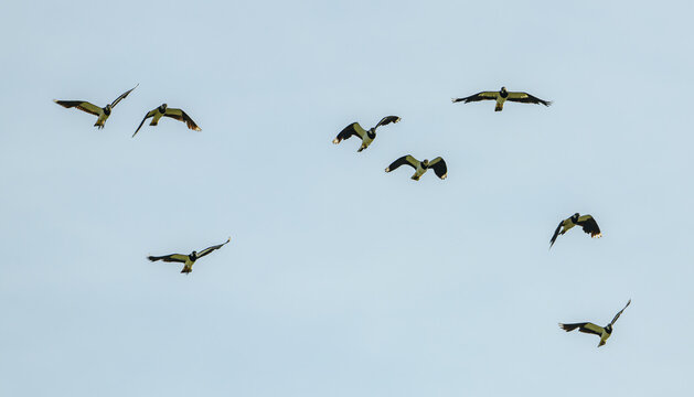 northern lapwings (Vanellus vanellus) flying on the sky