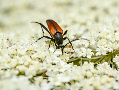 flower longhorn beetle (Stenurella melanura) on a white flower