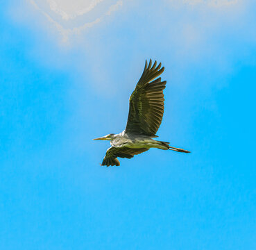 grey heron (Ardea cinerea) in flight