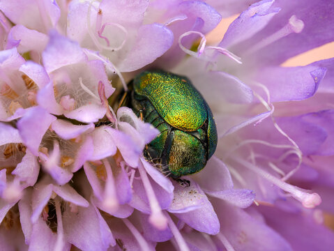 Metallic green leaf beetle (Cryptocephalus sericeus) in flower