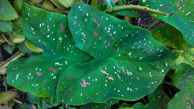 Vibrant Green Leaves with Unique Patterns and Water Droplets
