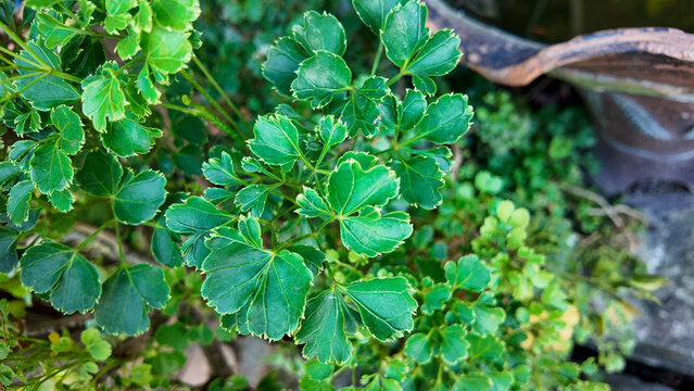 Lush Green Leaves with Vibrant Texture and Natural Patterns