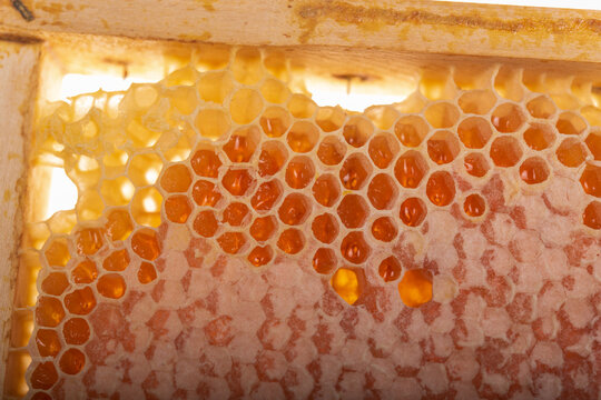 Extreme Macro of Honeycomb with Fresh Honey and Wax Cells