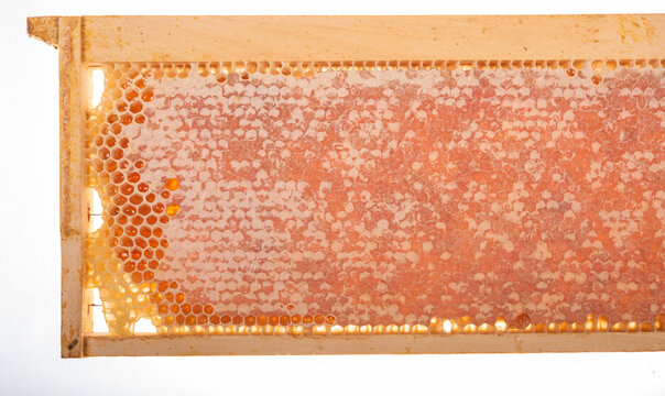 Natural Honeycomb with Wooden Frame and Fresh Honey