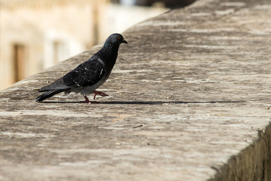 Urban Pigeon Walking on Sunlit Concrete Ledge With Long Shadow in Cityscape