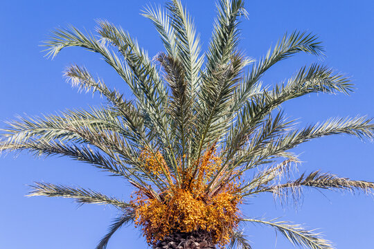 Close-Up Top of Date Palm Tree With Ripe Fruit Clusters Against Clear Blue Sky