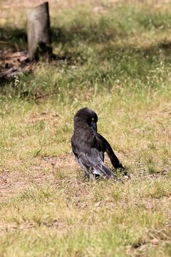 Close-up of wild Grey Currawong (Strepera versicolor) preening, South Australia