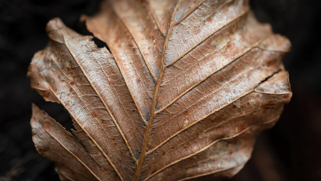 Closeup of a Dry Beech Leaf with Intricate Veins on a Dark Background, Highlighting Its Unique Texture and Natural Beauty in Soft, Diffused Lighting