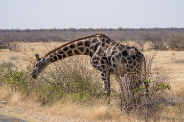 Giraffe Bending Neck to Browse Dry Bushes on Savanna © Noa Amel
