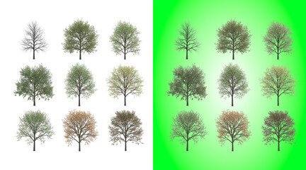 Set of nine different deciduous trees isolated on a white background, for landscape © Zaki