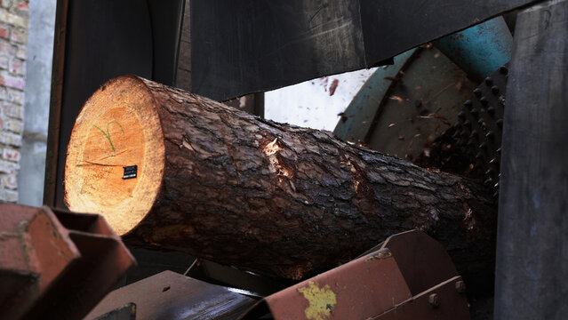 Log debarking machine processing tree trunk at a sawmill, removing bark for wood production