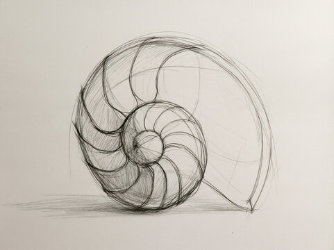 Pencil sketch of nautilus shell in side view showing spiral chambers and detailed cross-hatching with shadow on flat surface.