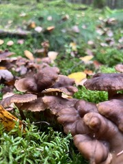 Chanterelles in the forest © Anna