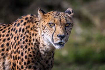 Detailed portrait of an alert African cheetah looking into the distance. © Martin
