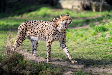 Detailed portrait of an alert African cheetah looking into the distance. © Martin