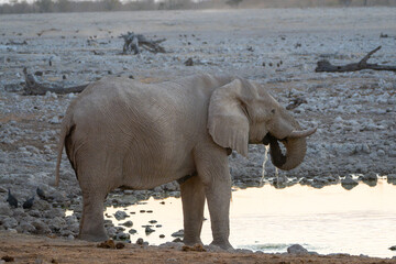 African Elephant Drinking Water at Waterhole in Savanna © Noa Amel