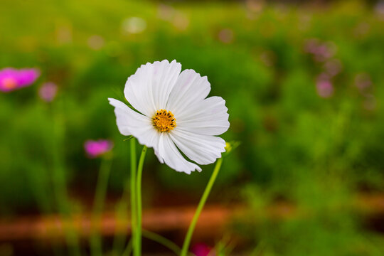 daisy flower in the grass