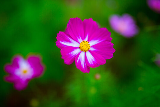 purple flower in the garden