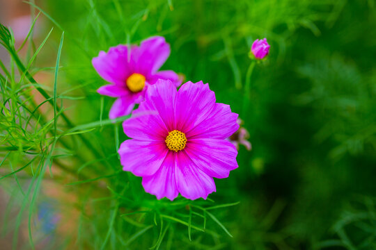 pink flower in the garden