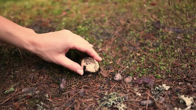 A hand reaches toward small wild mushrooms in a mossy forest floor today