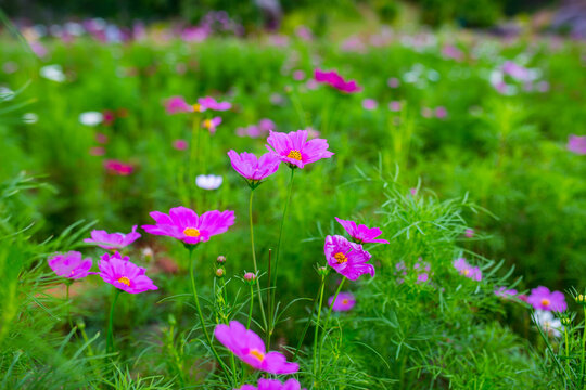pink flowers in the garden