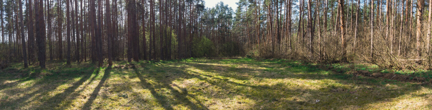 Panoramic view of pine forest with long shadows and dry bushes