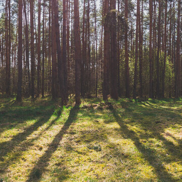 Sunlit pine forest with long tree shadows on green grass