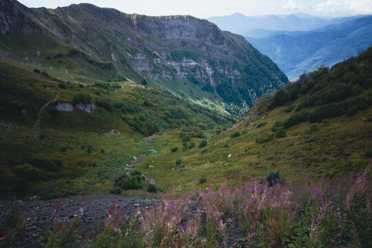 Mountain valley with pink wildflowers and layered cliffs