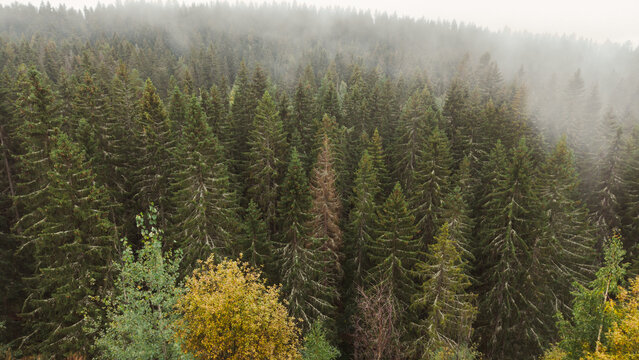 Endless evergreen forest canopy fading into morning fog