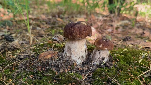 Picking mushrooms in the forest. Selective focus.