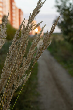 Close-up of dry wild grass spikelets against a blurred background of residential apartment houses and a dirt path at sunset dusk.