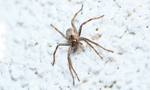 Wolf spider Pardosa macro on white textured wall, detailed view of spider eyes and legs, focus stacking photography