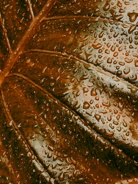 Textured leaf covered in water droplets showing prominent veins and glossy surface