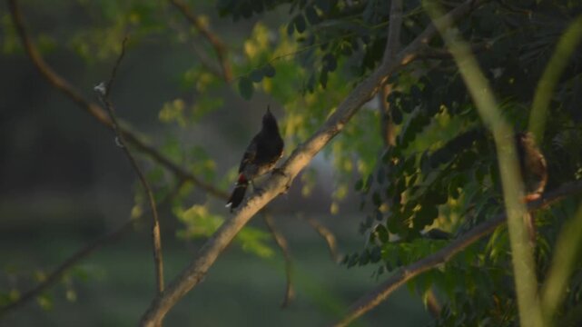Red-Vented Bulbul Perched on Moringa Tree Branch Taking Flight