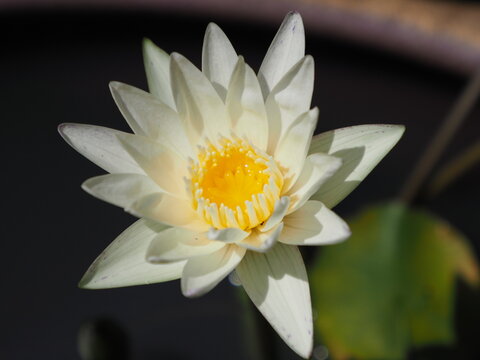 A front-view photograph of a white lotus flower