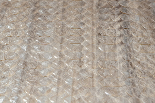Shed translucent reptile snake skin scales