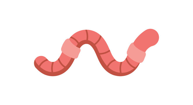 A segmented earthworm illustration features a pink body against a white background annelid invertebrate