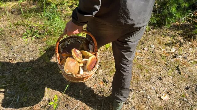 Picking mushrooms in the forest. Selective focus.