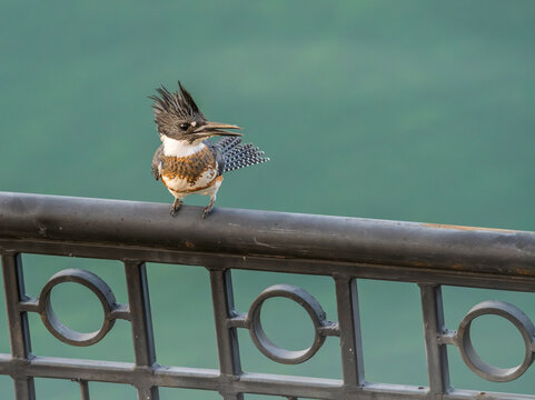 Female Kingfisher Perched on Iron Railing