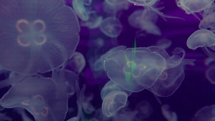 A bloom of translucent jellyfish gracefully drifts through deep purple water in an aquarium, creating a hypnotic and ethereal display of aquatic wildlife and marine biology. © HarryKiiM Stock