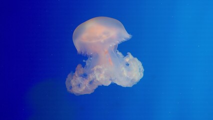 A majestic jellyfish swims through the deep blue water, a beautiful example of aquatic life representing the serenity and mystery of the underwater marine world. © HarryKiiM Stock