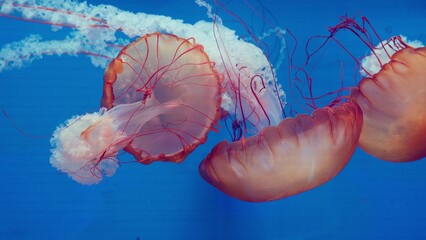 A group of sea nettle jellyfish gracefully drift through deep blue water, their long tentacles creating a mesmerizing and serene display of marine biodiversity. © HarryKiiM Stock