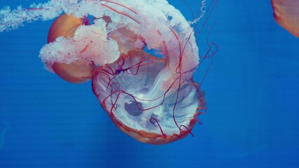 A group of sea nettle jellyfish gracefully drift through deep blue water, their long tentacles creating a mesmerizing and serene display of marine biodiversity. © HarryKiiM Stock