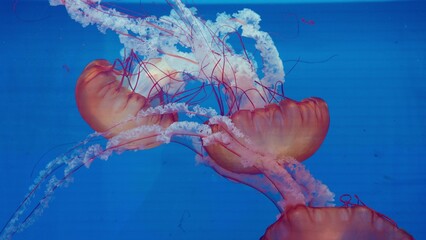 A group of sea nettle jellyfish gracefully drift through deep blue water, their long tentacles creating a mesmerizing and serene display of marine biodiversity. © HarryKiiM Stock